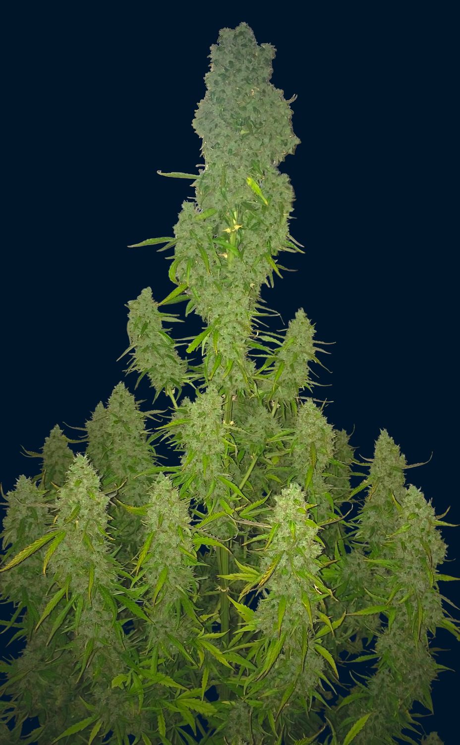 Amnesia feminizada