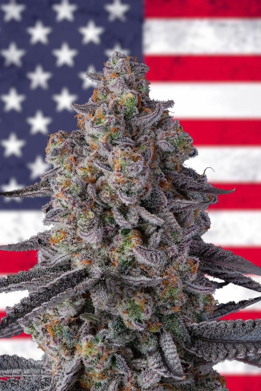 California Berry feminizada