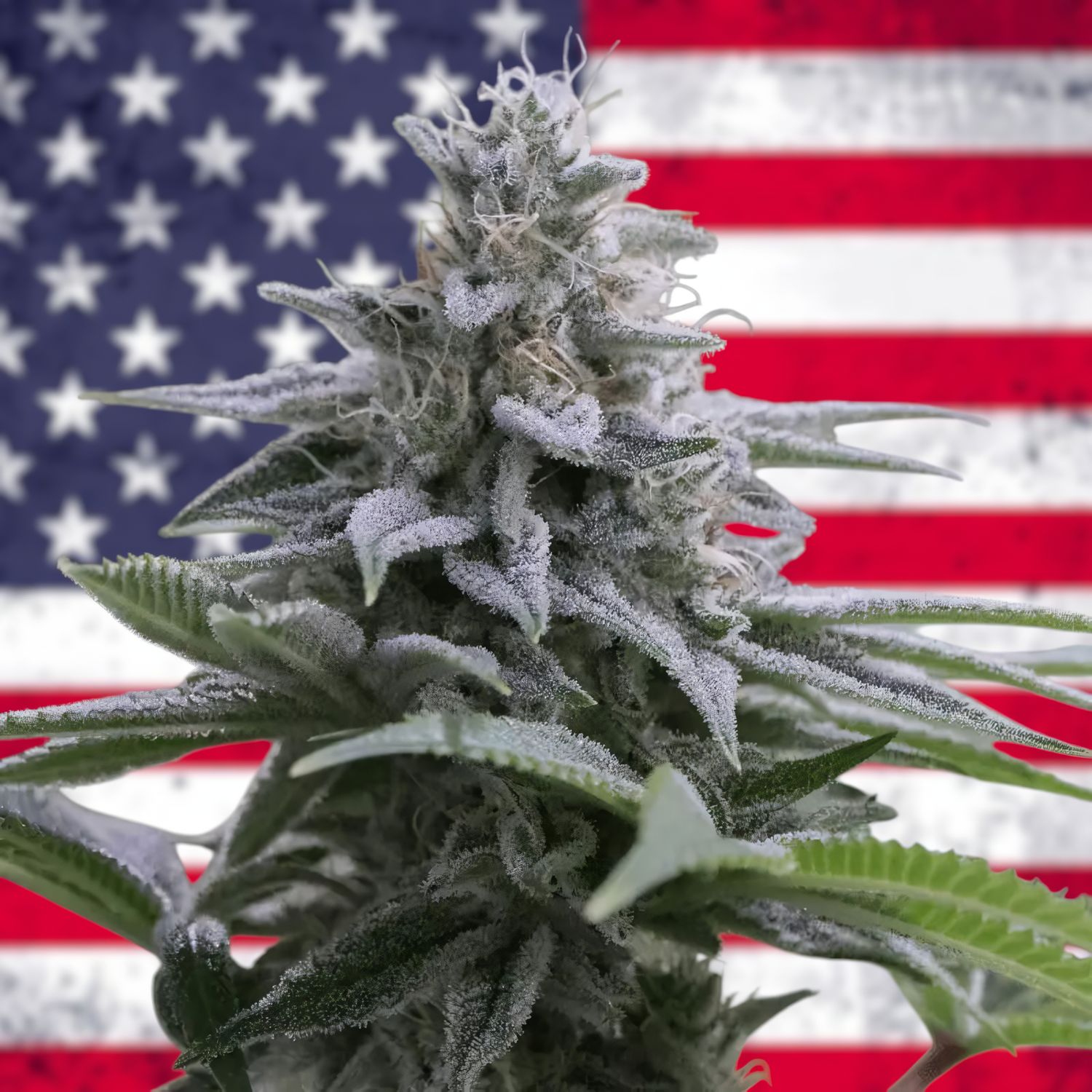 Zkittlez feminizada