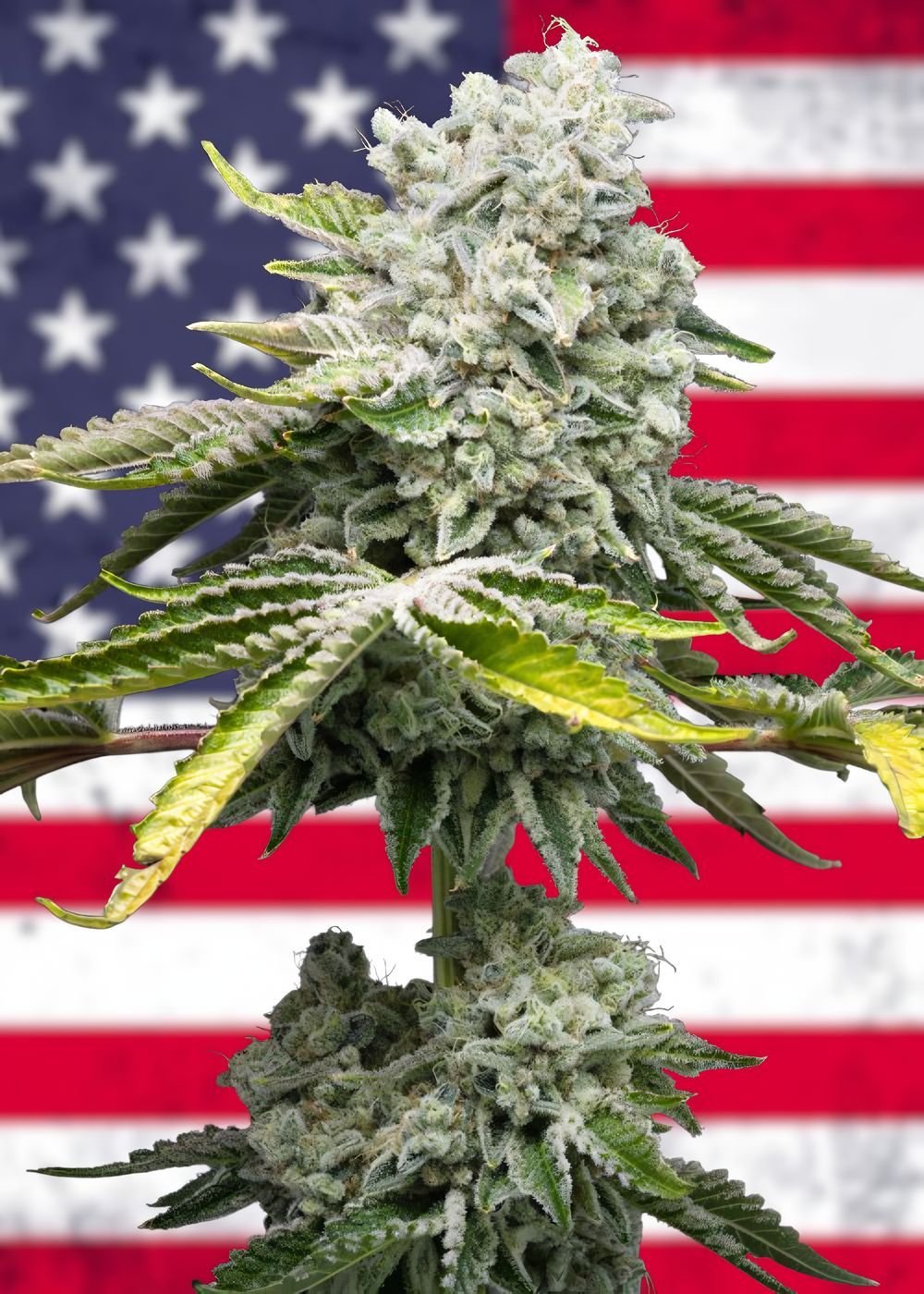 Gorilla Cookies feminizada
