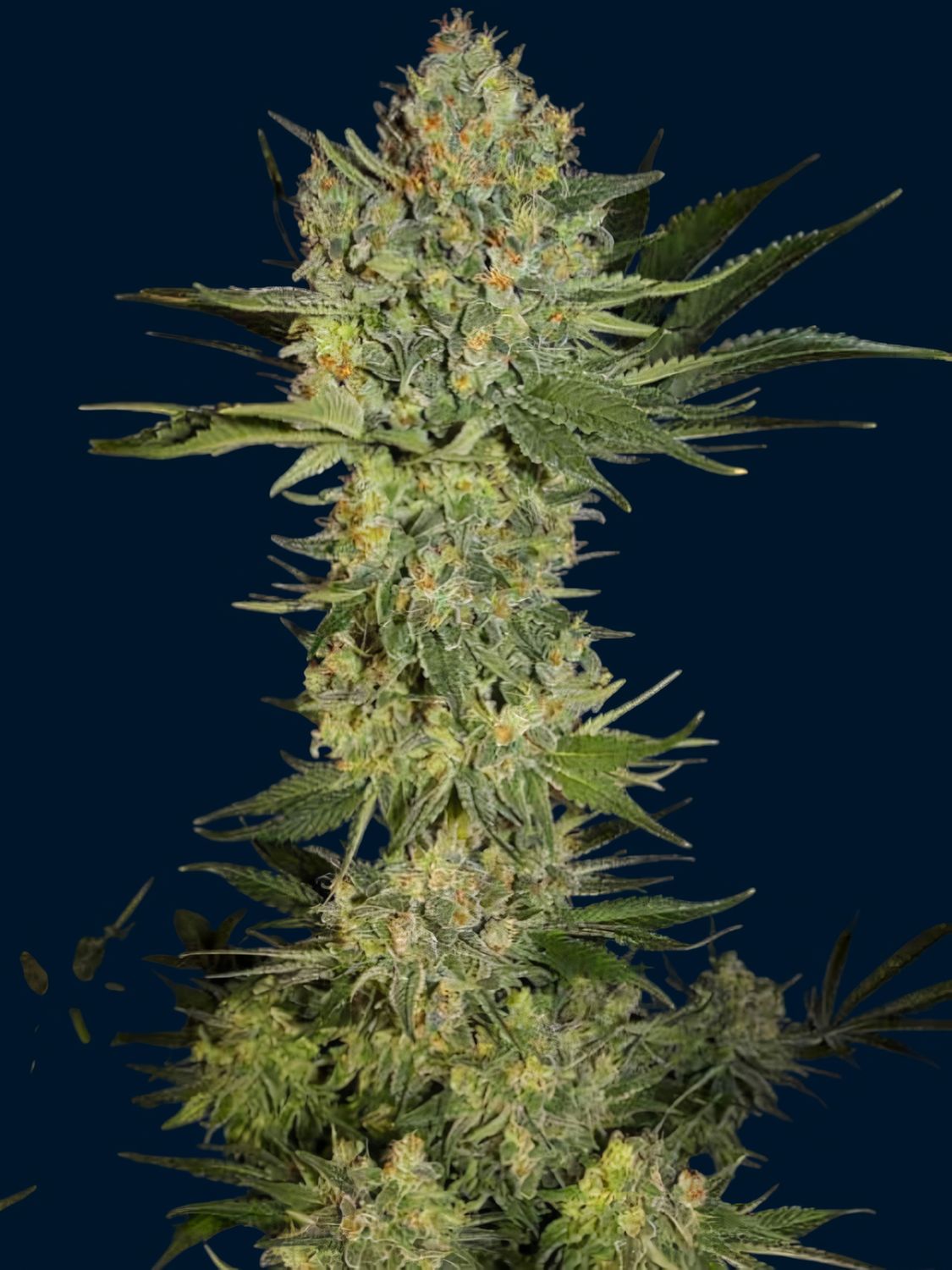 Black Domina feminizada Black Domina feminizada