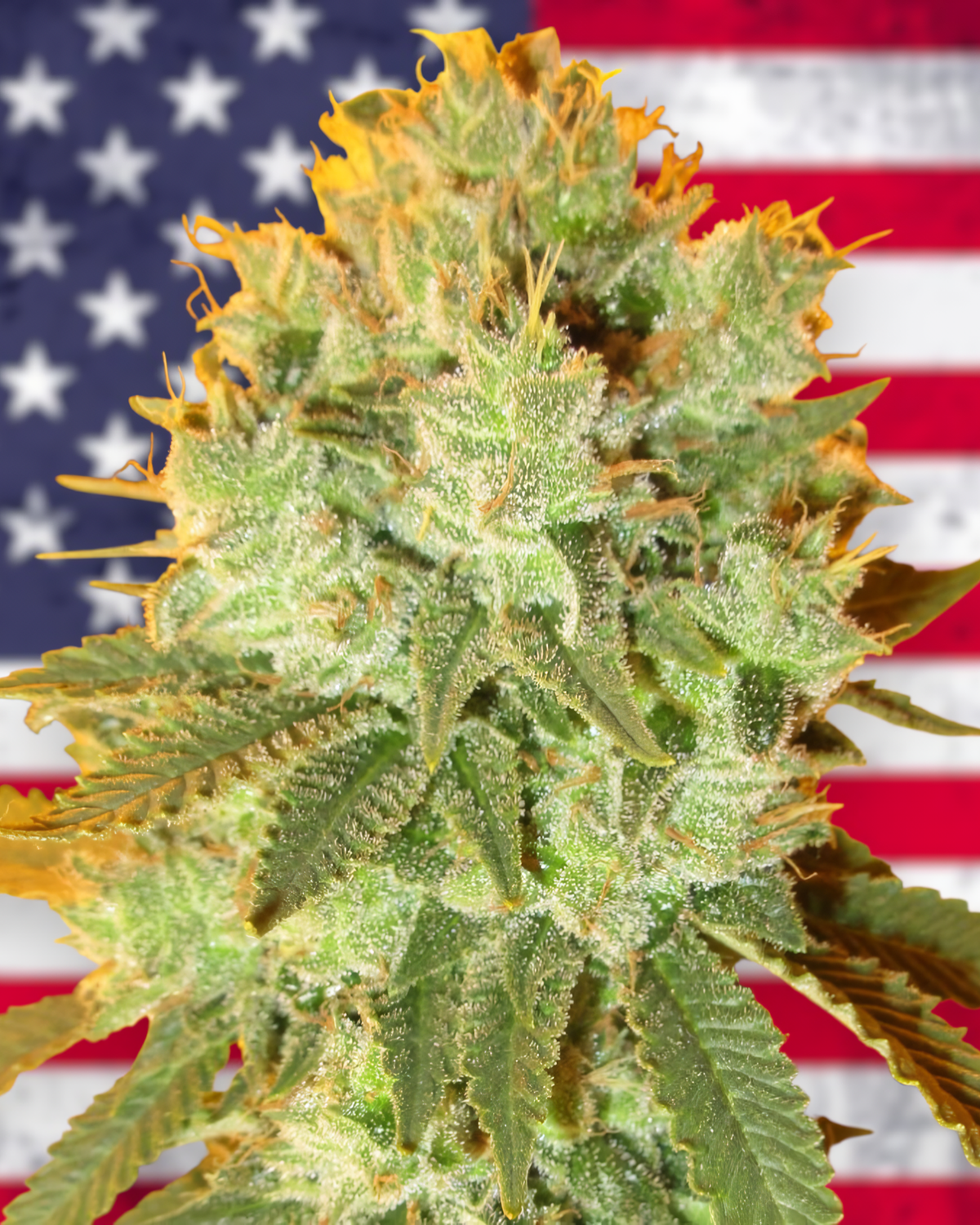 Orange Kush feminizada