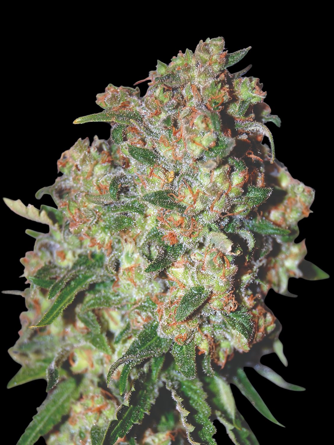 Critical Mass feminizada