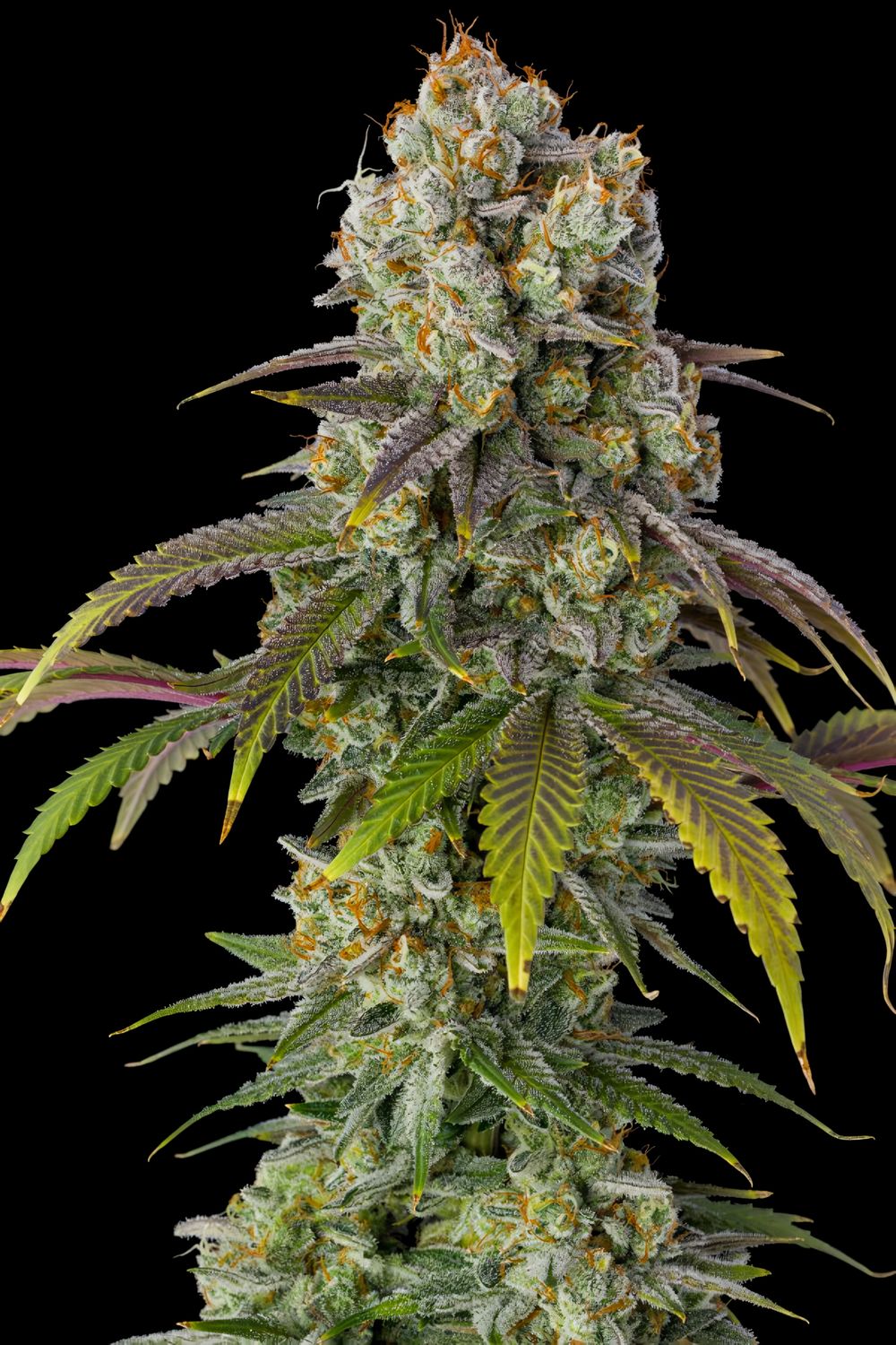 Somango feminizada
