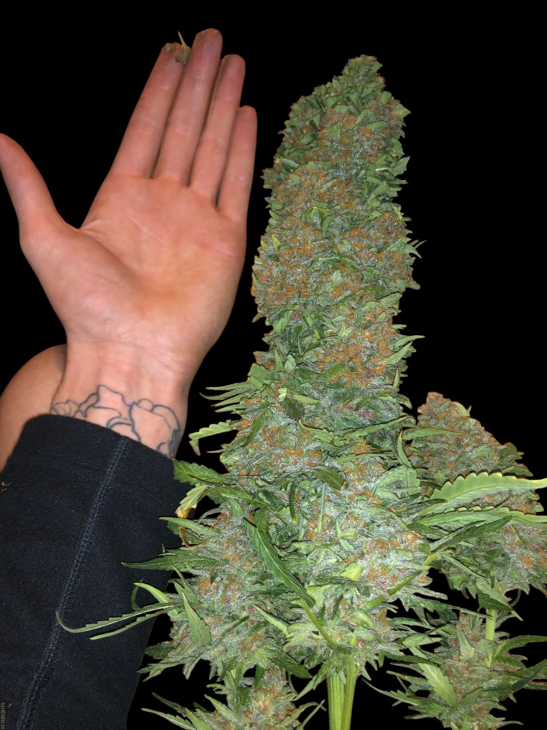 Critical feminizada