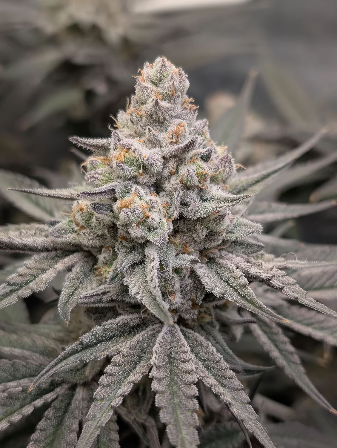 Nicole Kush feminizada