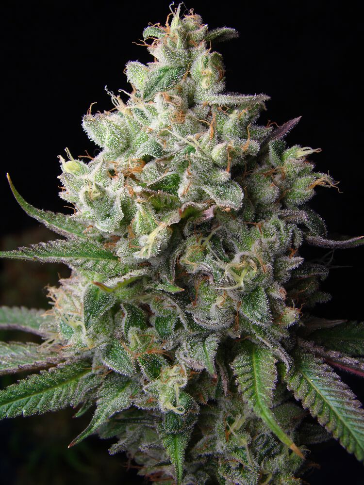 Bubble Gum feminizada