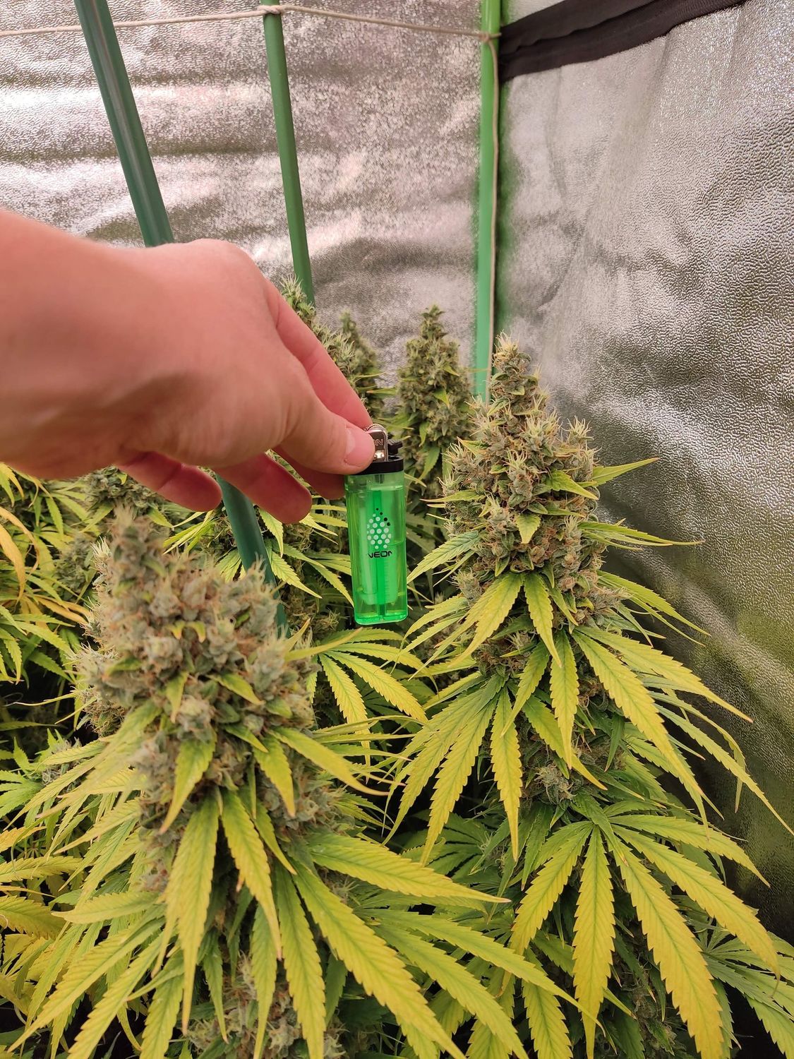 Amnesia Lemon feminizada