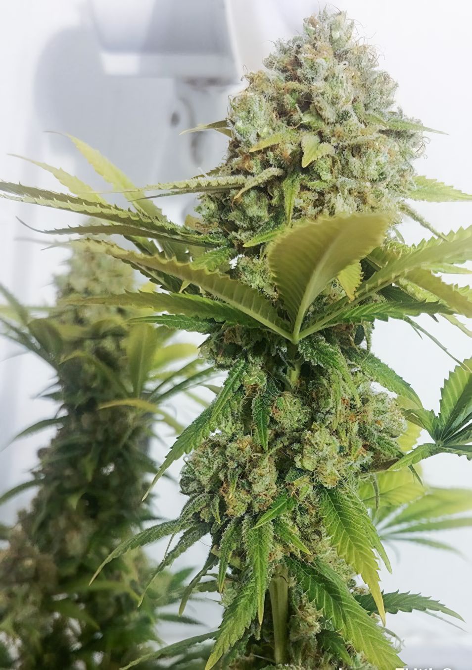 Lemon Skunk feminizada