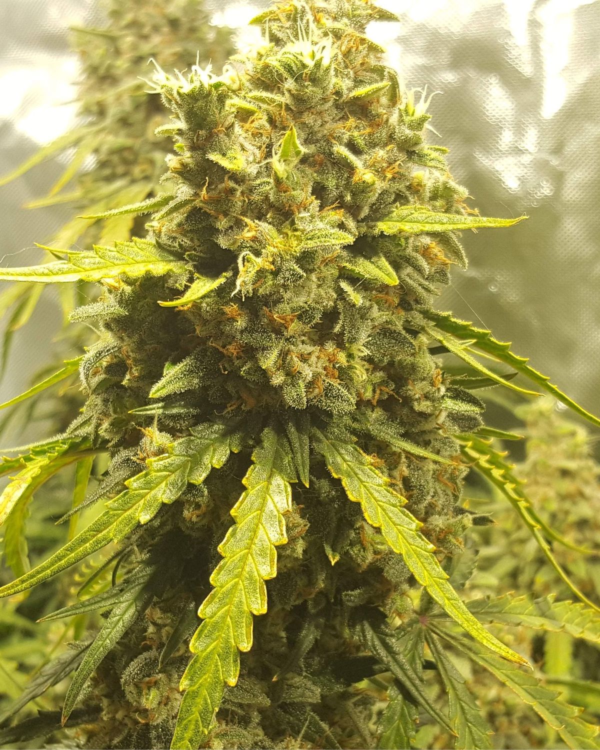 Amnesia Lemon feminizada