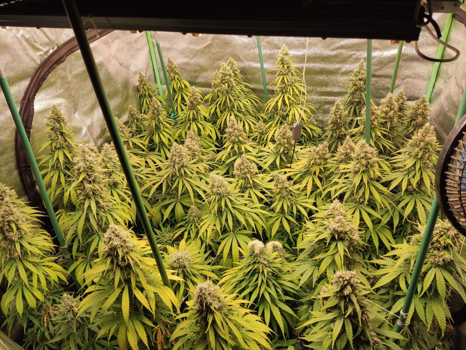 Amnesia Lemon feminizada