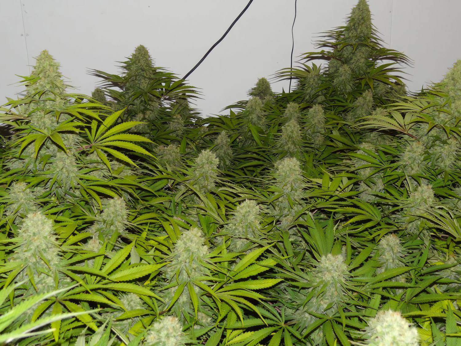 Critical Jack feminizada