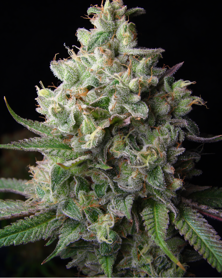 Bubble Gum feminizada
