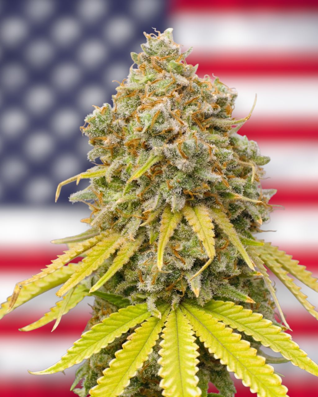 Tangie feminizada