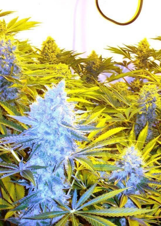 Poison Fast Version feminizada