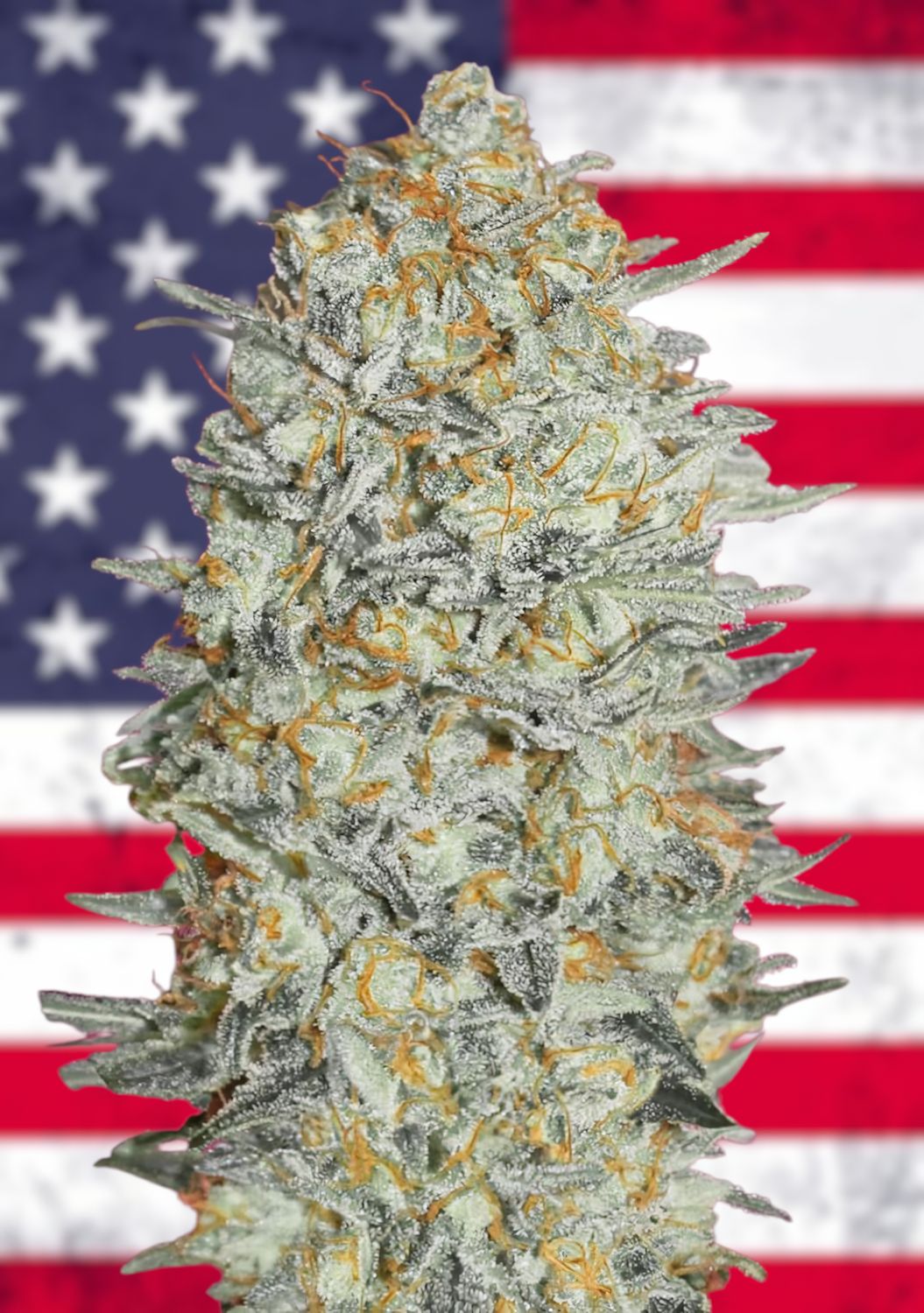 Gelato 33 feminizada Gelato 33 feminizada