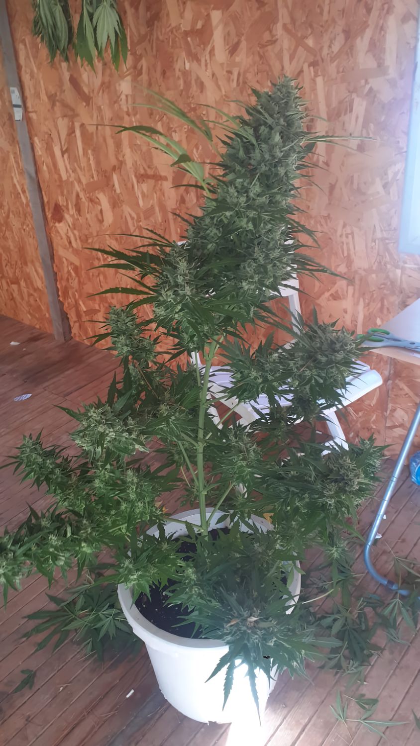 Auto Cheese feminizada de 2 meses Auto Cheese feminizada de 2 meses