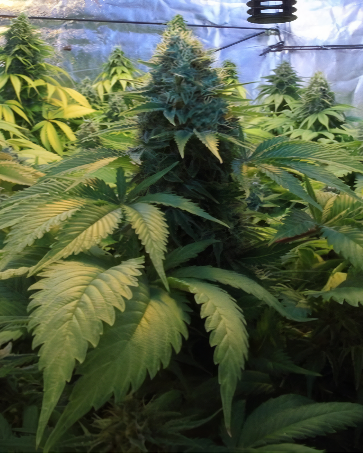 Critical Widow feminizada