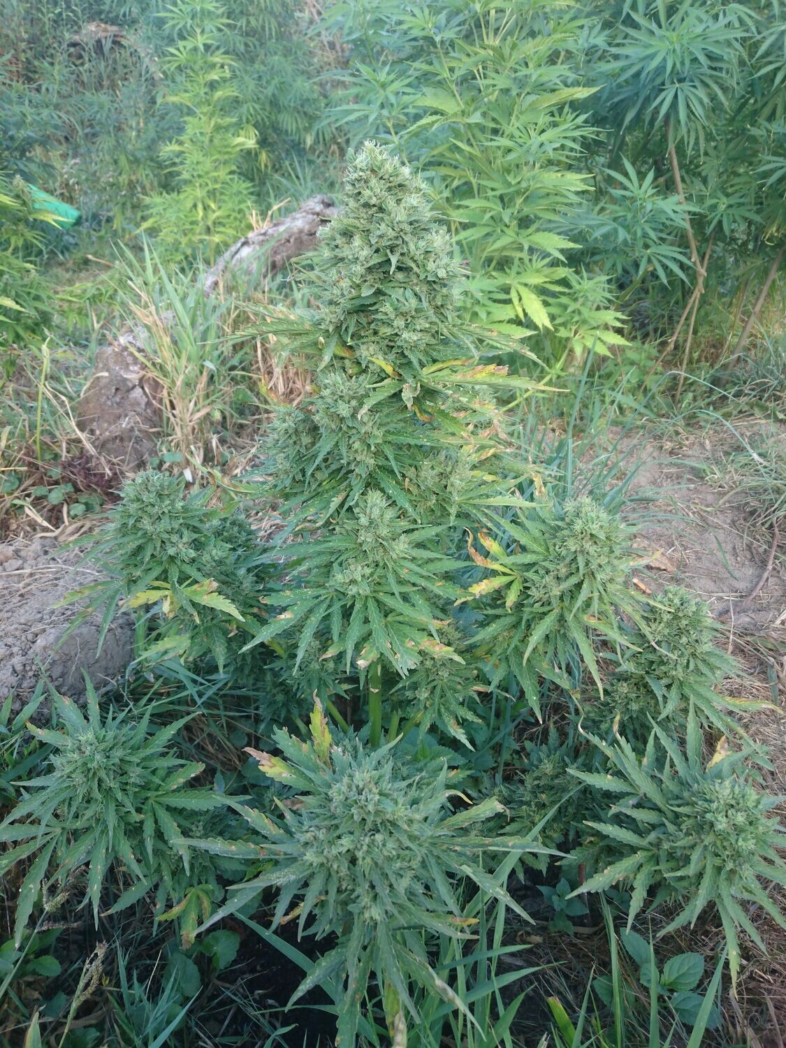 Auto AK feminizada de 2 meses