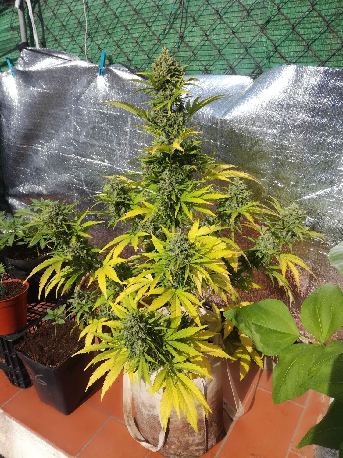 Auto Mandarina feminizada de 2 meses