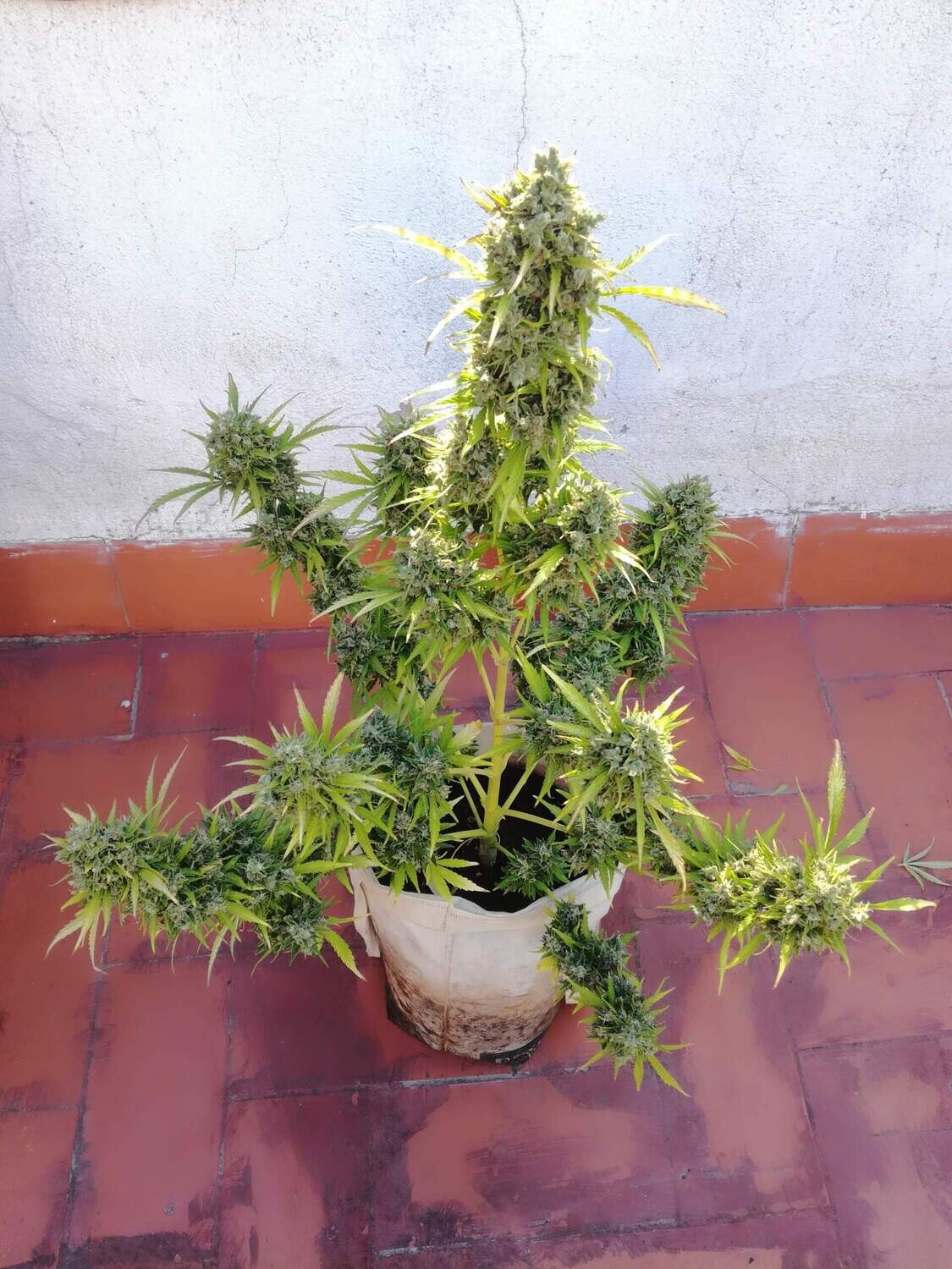 Auto Critical Bilbo feminizada de 2 meses