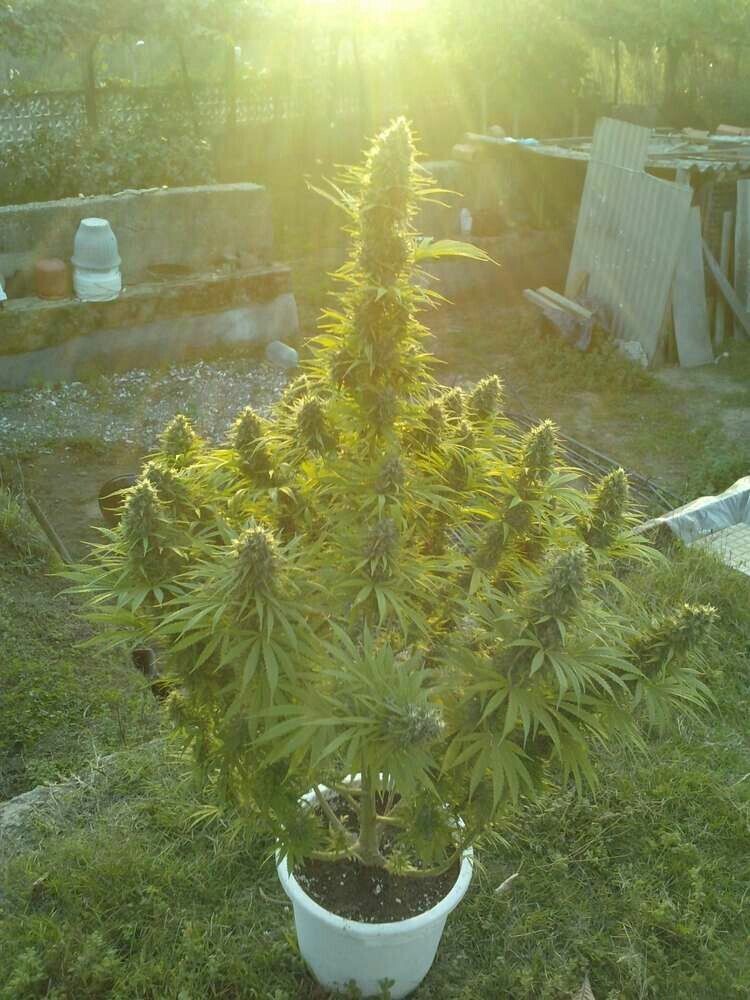 Auto Magnum XXL feminizada de 3 meses
