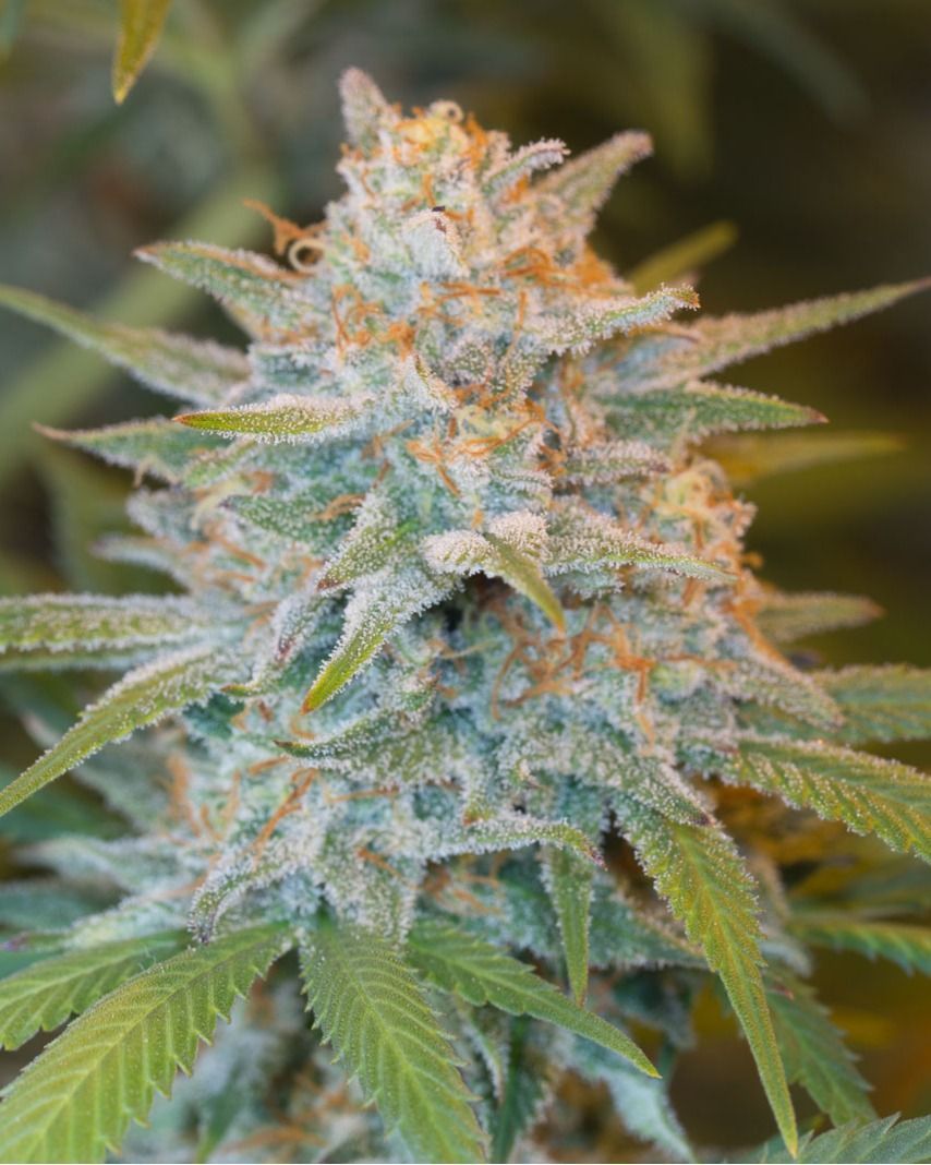 Critical Fast Version feminizada