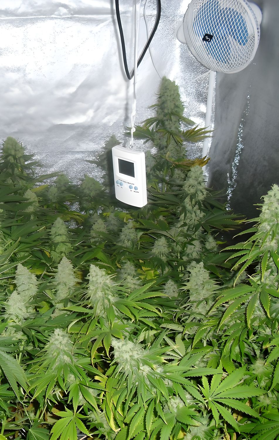 Critical Bilbo feminizada