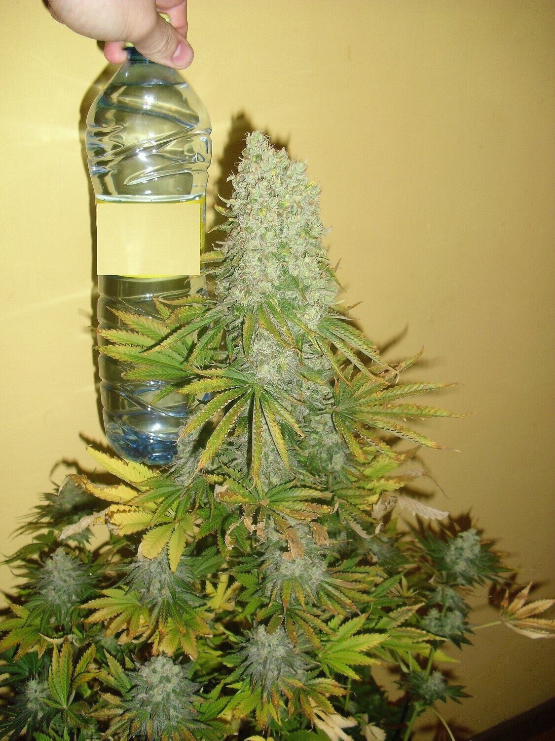 Critical Somango feminizada