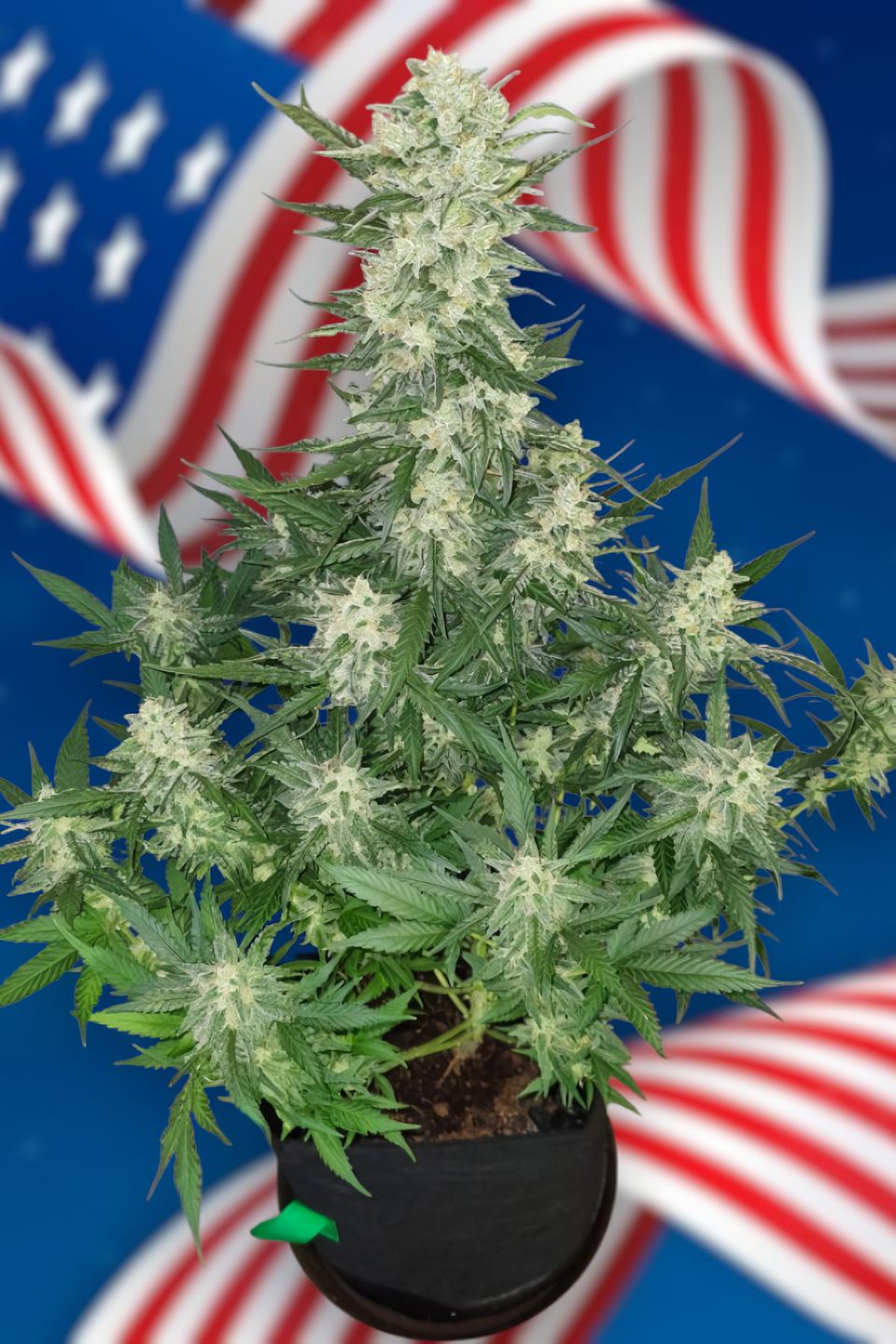 Auto Gorilla Cookies feminizada de 2 meses