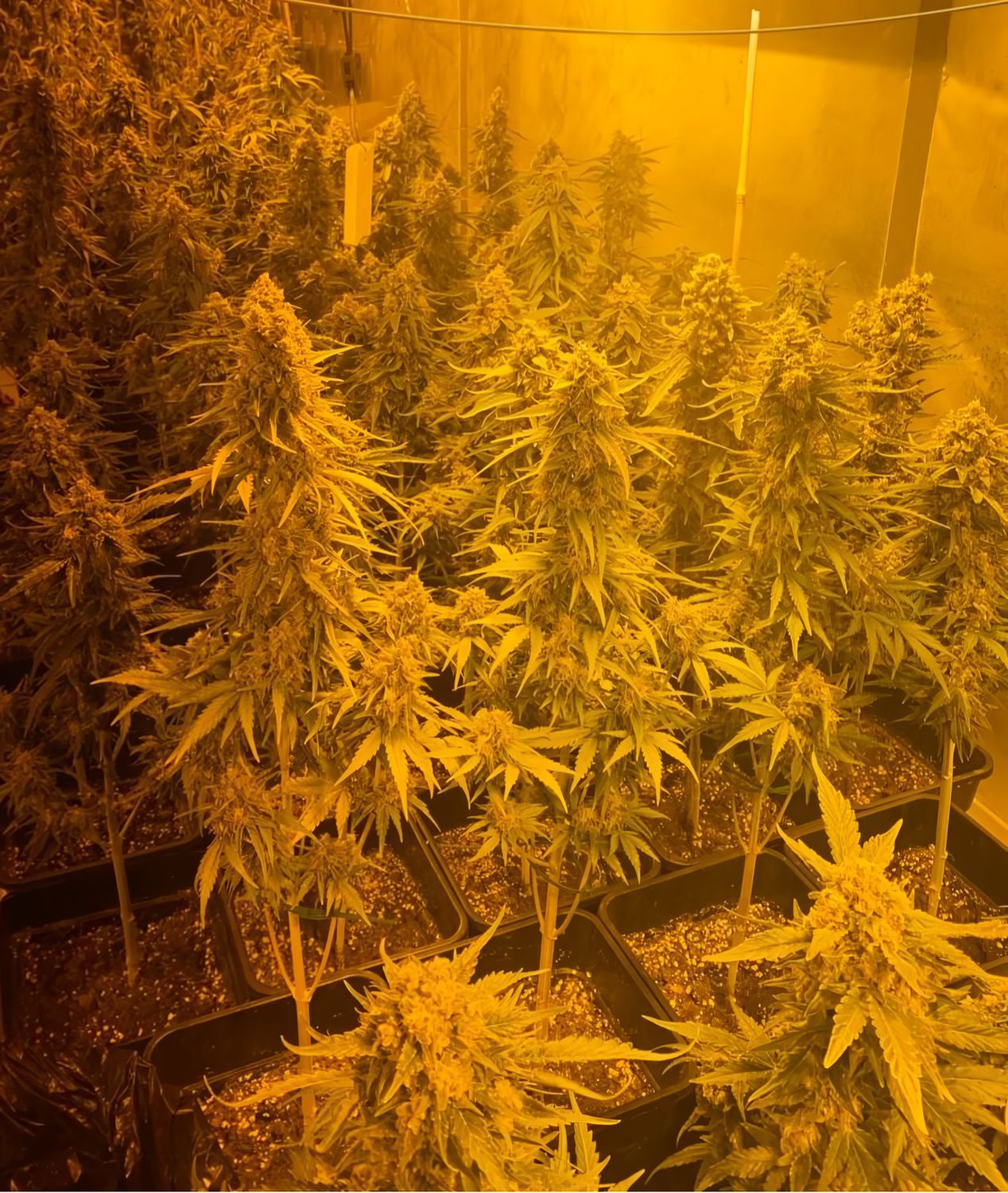 Critical + feminizada