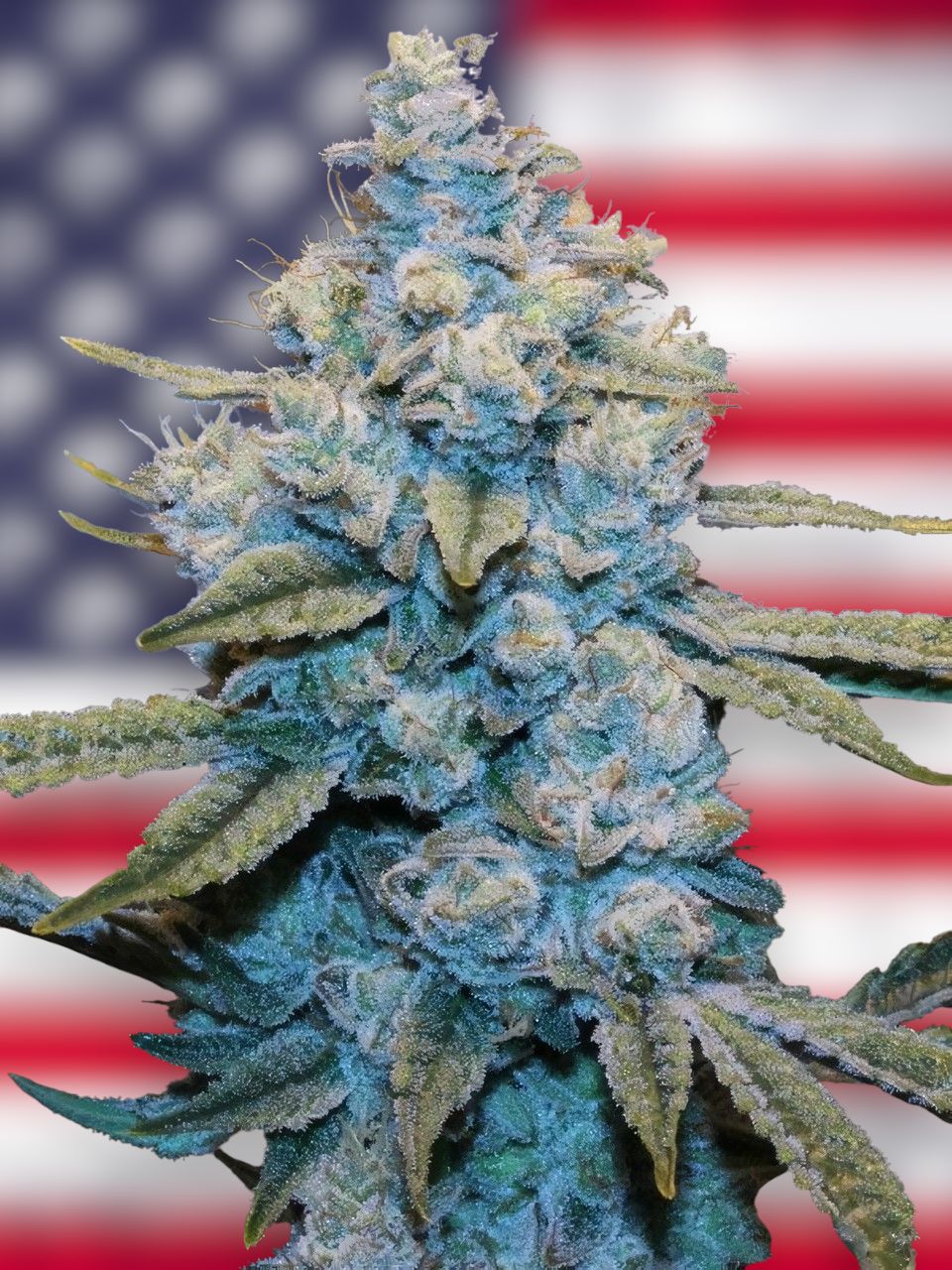 Gorilla Glue feminizada