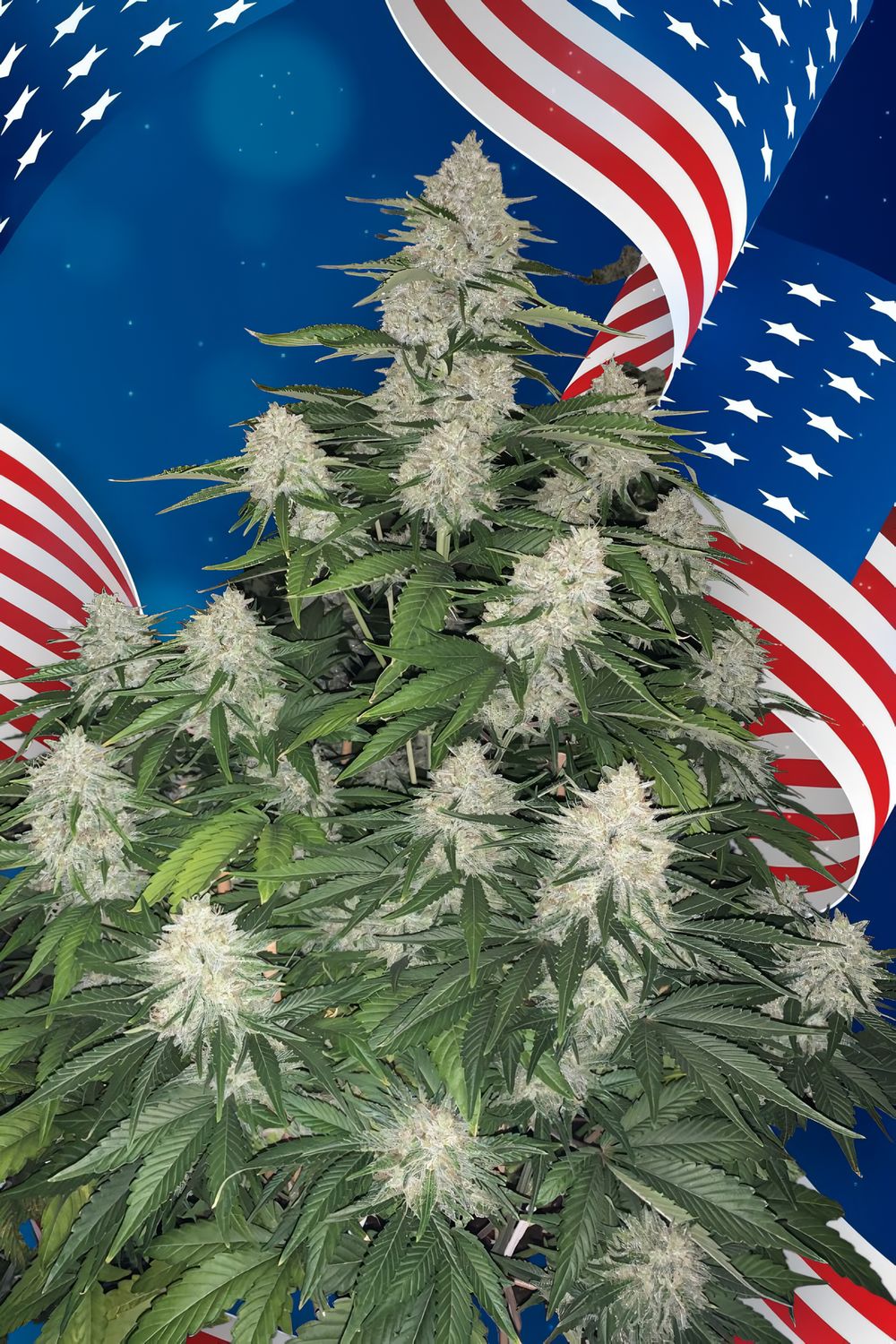 Auto Gelato feminizada de 2 meses