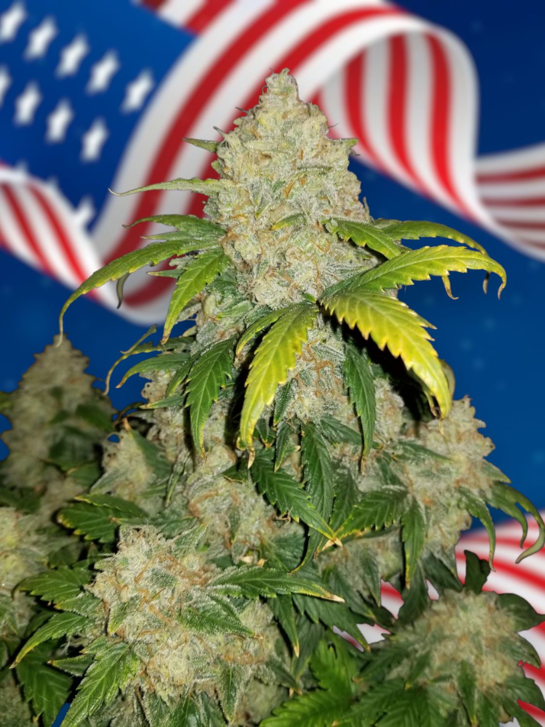 Auto Zkittlez feminizada de 2 meses