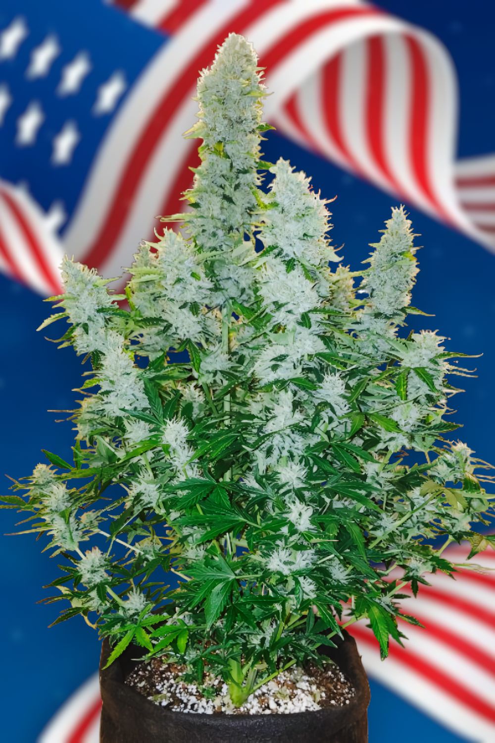 Auto Gorilla Glue feminizada de 2 meses