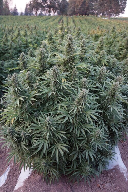 Auto Deimos XXL feminizada de 3 meses