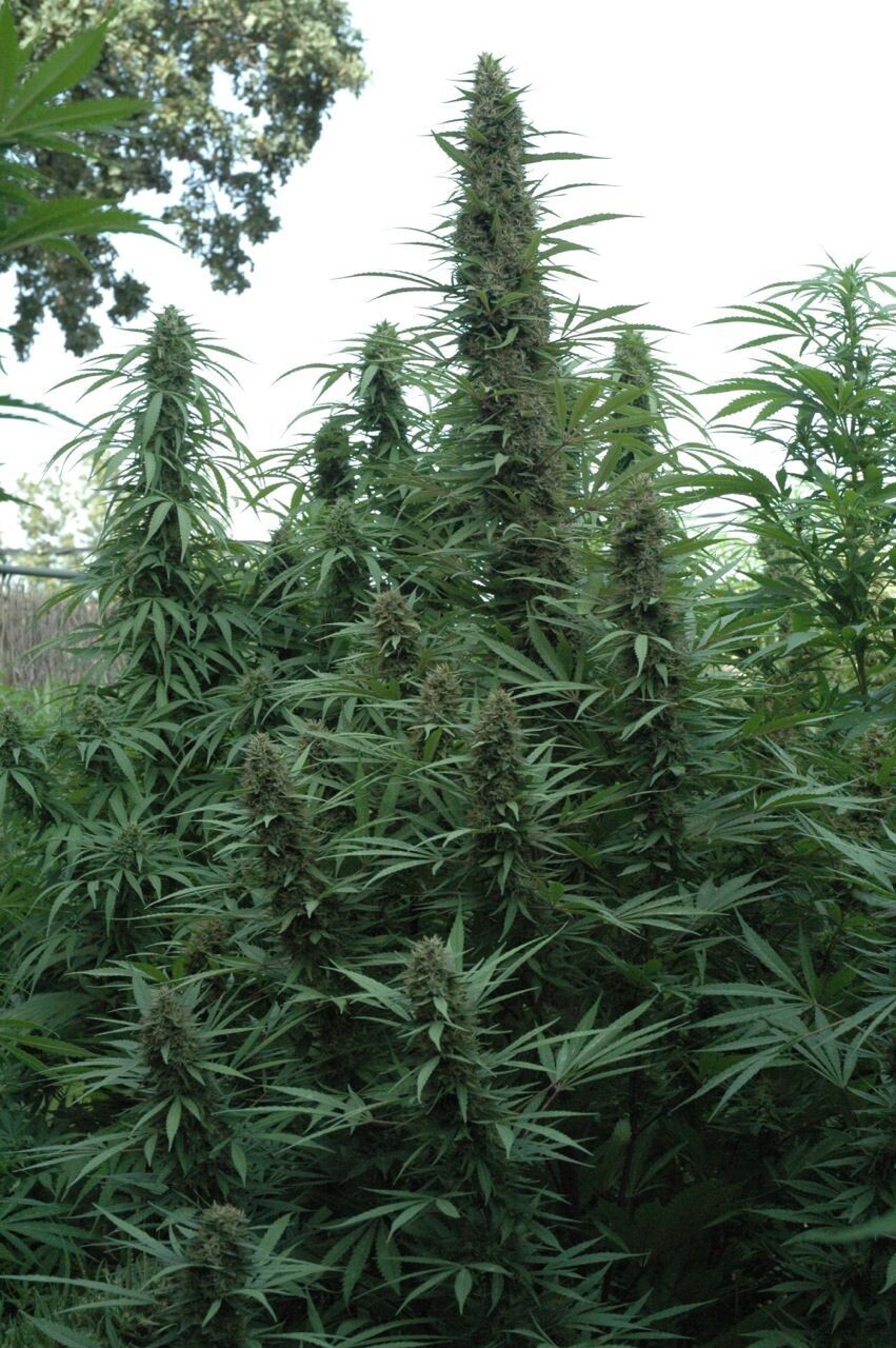 Auto Gorilla Glue XXL feminizada de 3 meses