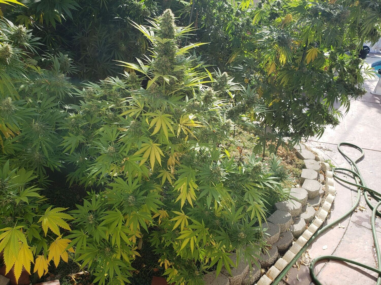 Auto Critical XXL feminizada de 3 meses