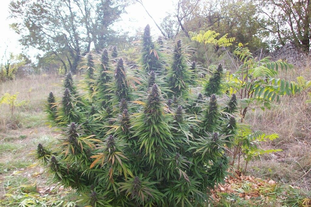 Auto Moby Dick XXL feminizada de 3 meses