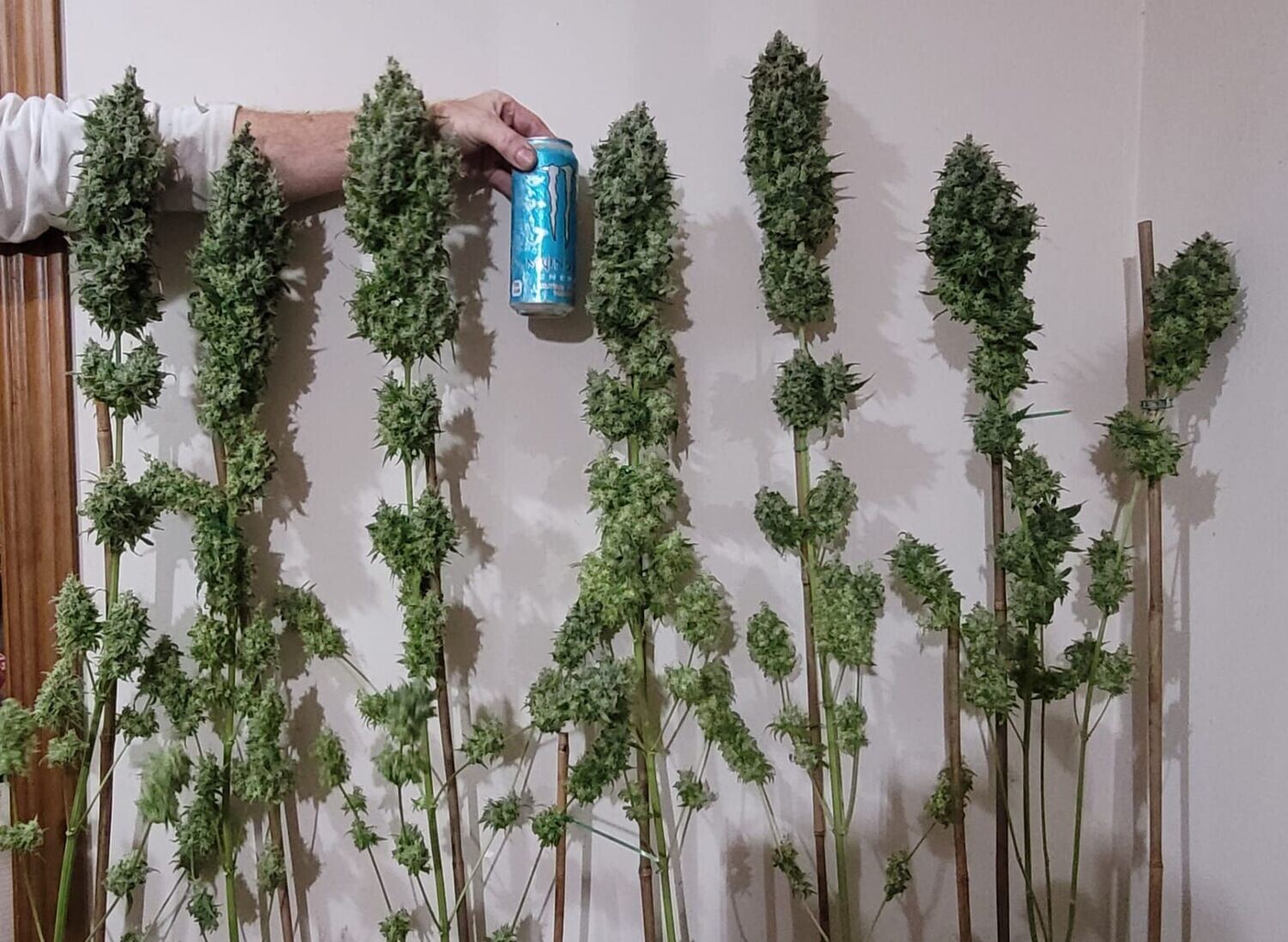 Amnesia HyPro feminizada