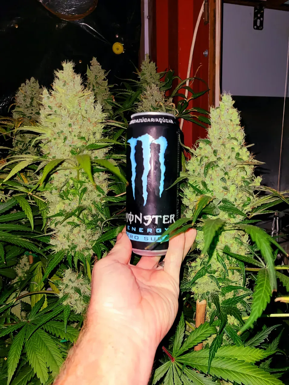 Amnesia HyPro feminizada