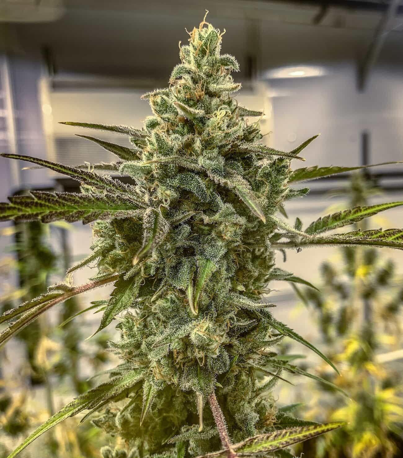 Amnesia Kush feminizada