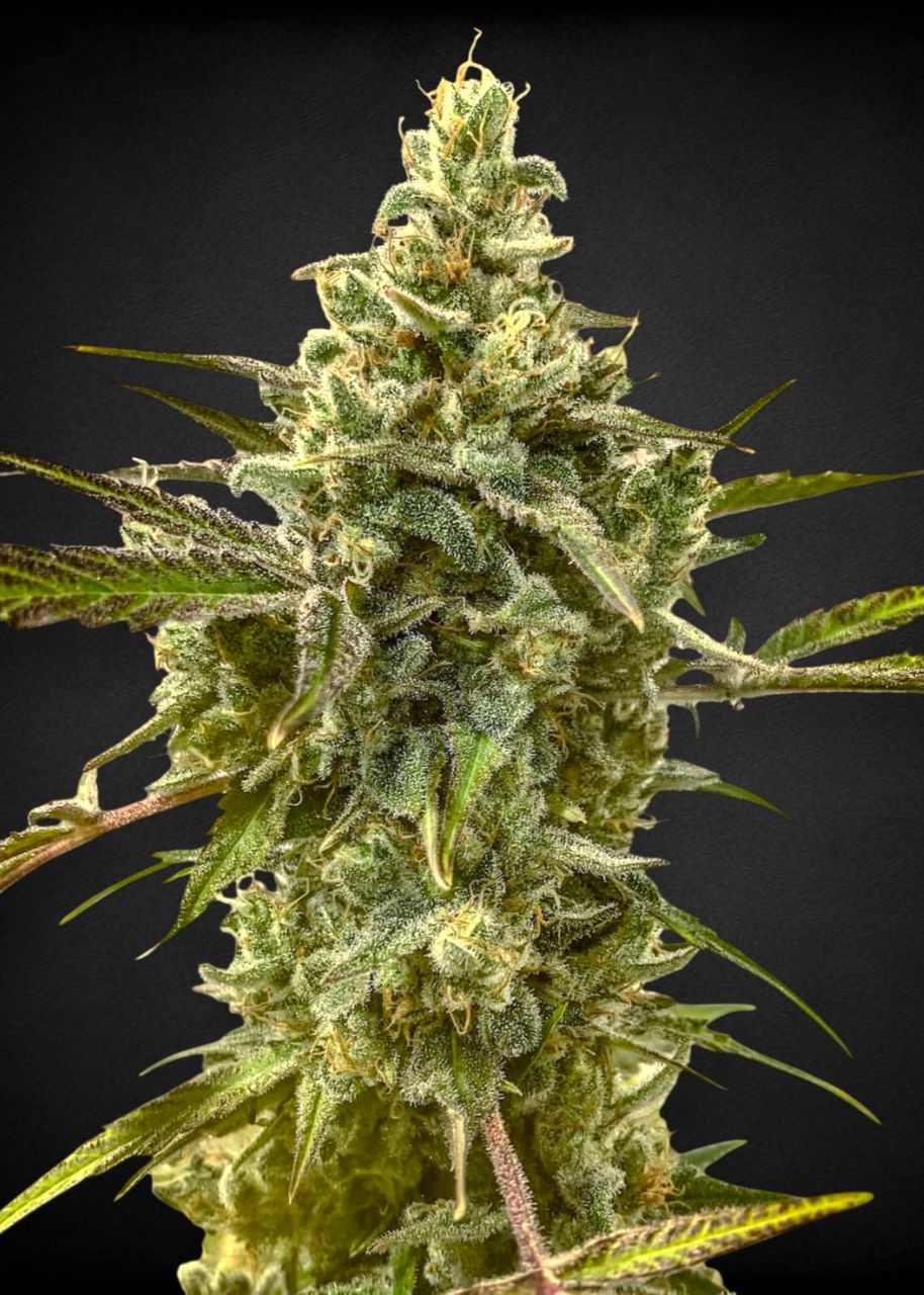 Amnesia Kush feminizada Amnesia Kush feminizada