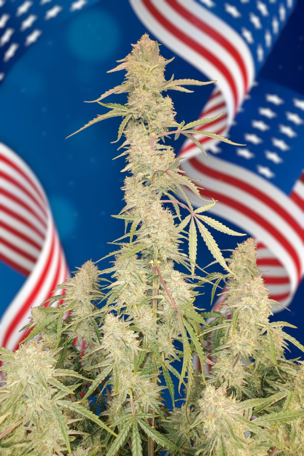 Auto Orange Sherbet feminizada de 2 meses