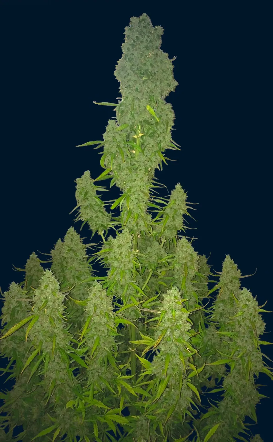 Amnesia feminizada Amnesia feminizada