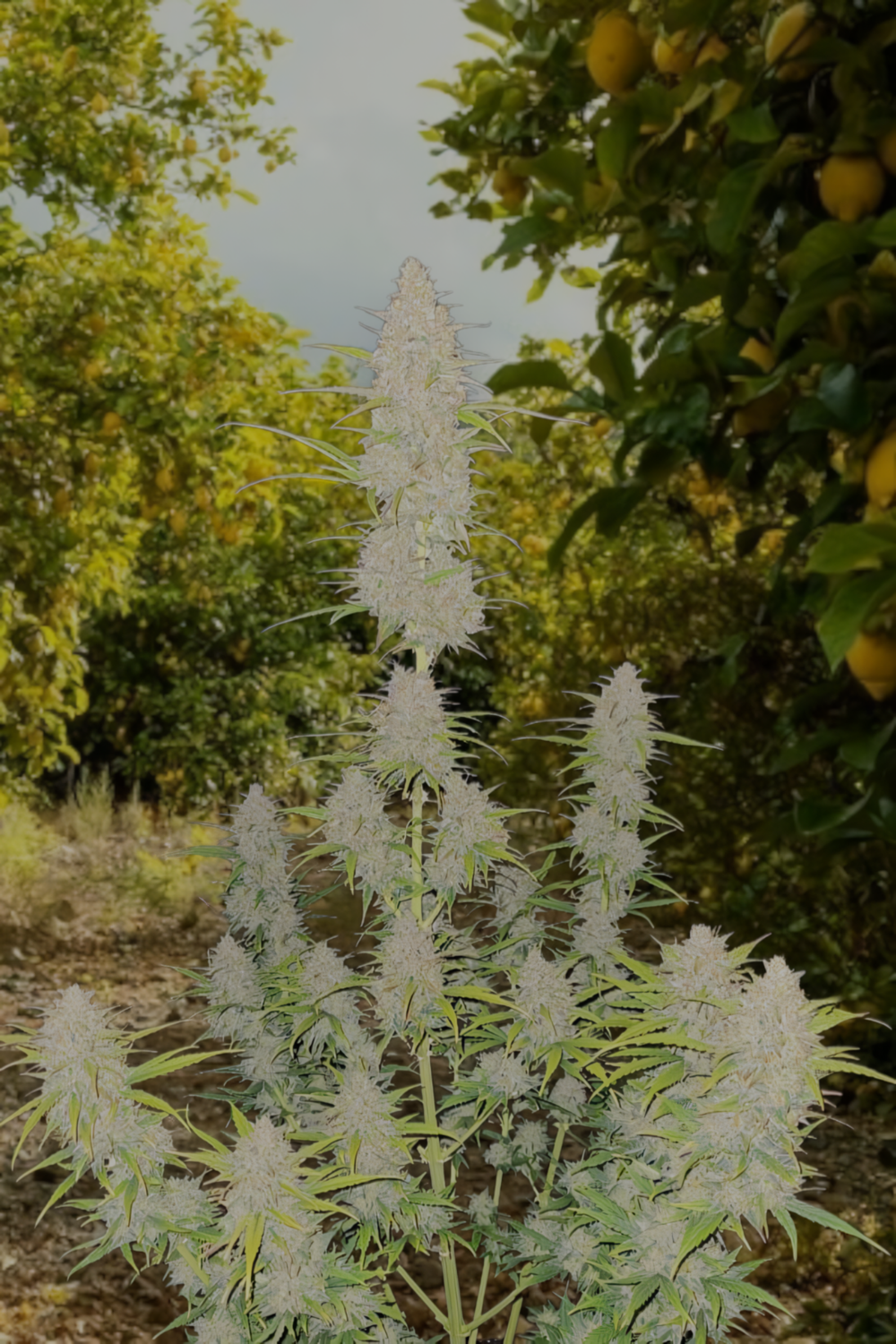 Auto Amnesia Lemon feminizada de 2 meses