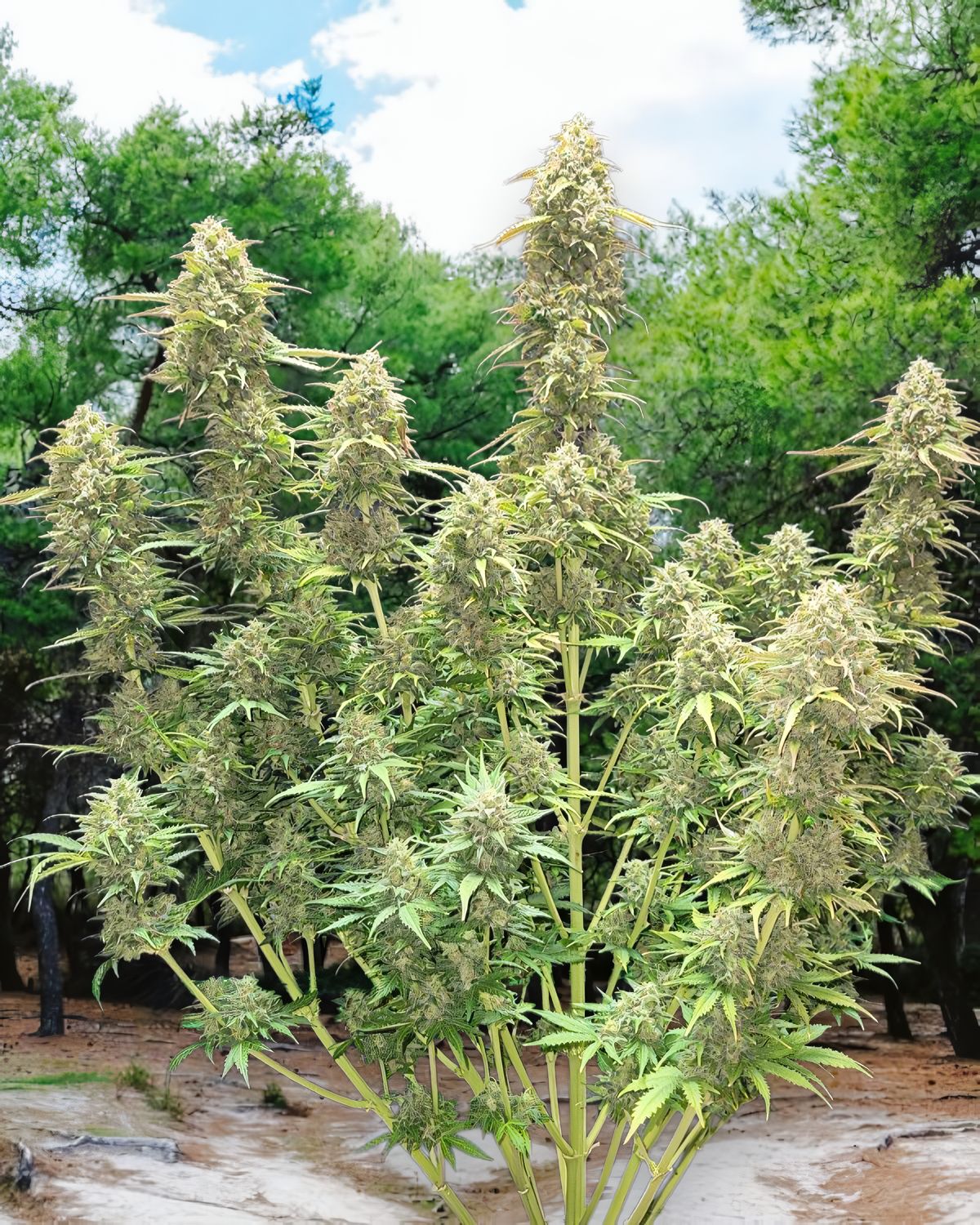 Auto Moby Dick feminizada de 2 meses