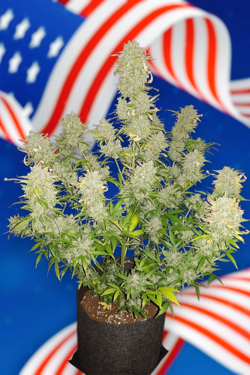 Auto New York Diesel feminizada de 2 meses