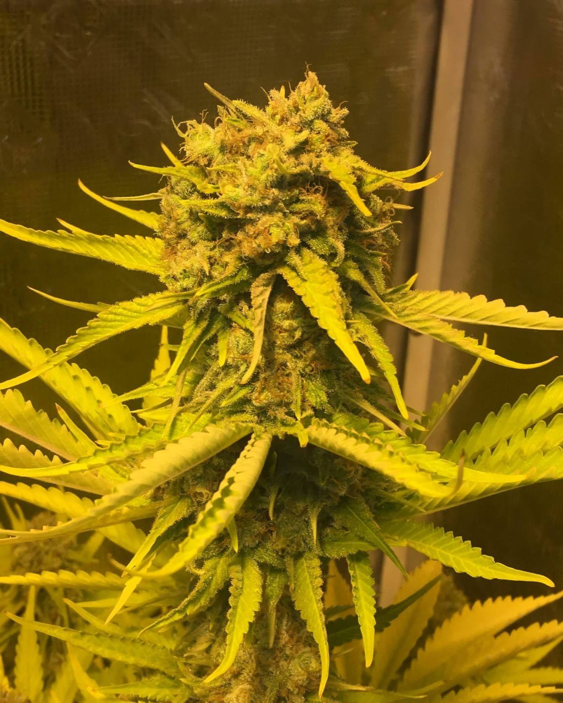 Critical Mass feminizada