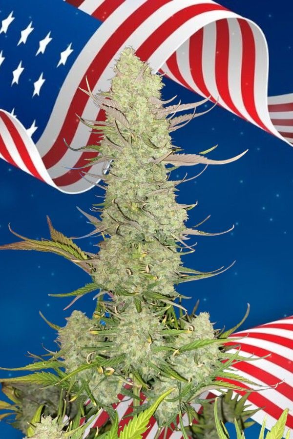 Auto Gorilla Zkittlez feminizada de 2 meses